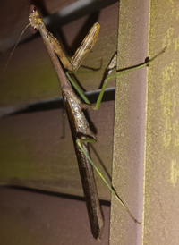 Carolina Mantis